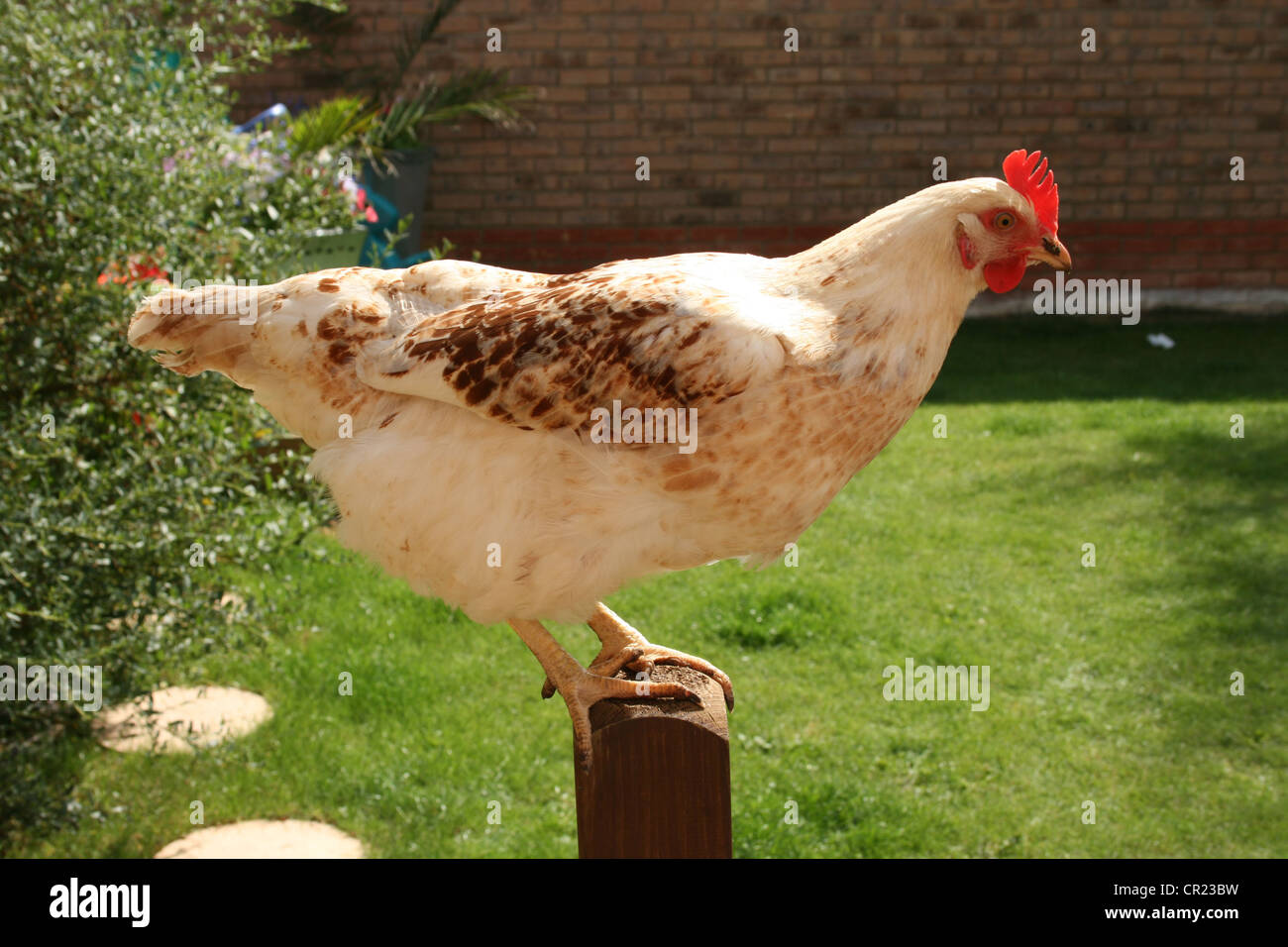 Weiße Sussex Hybrid Huhn Stockfoto