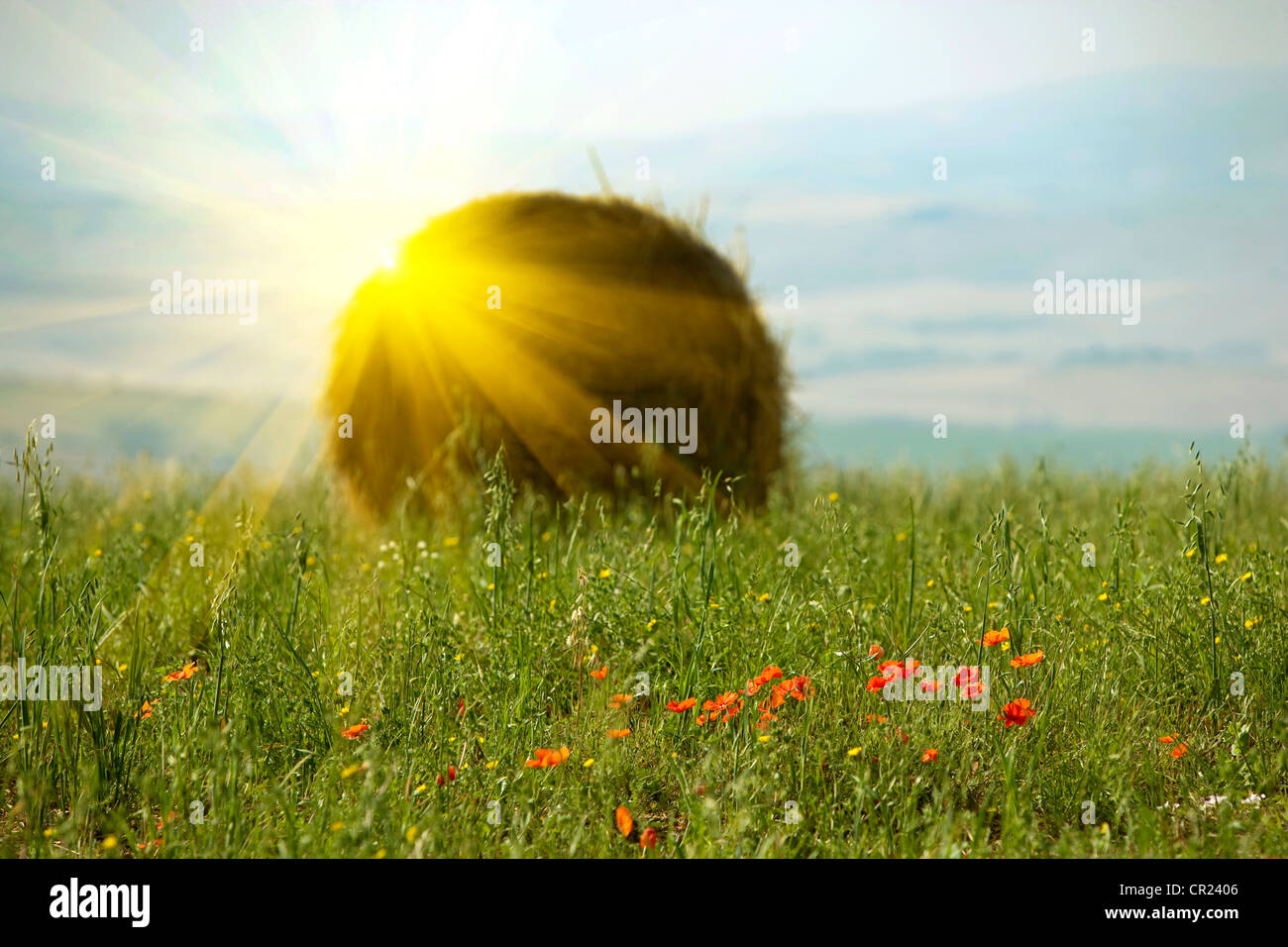 Sonne über Haybale im Weizenfeld Stockfoto