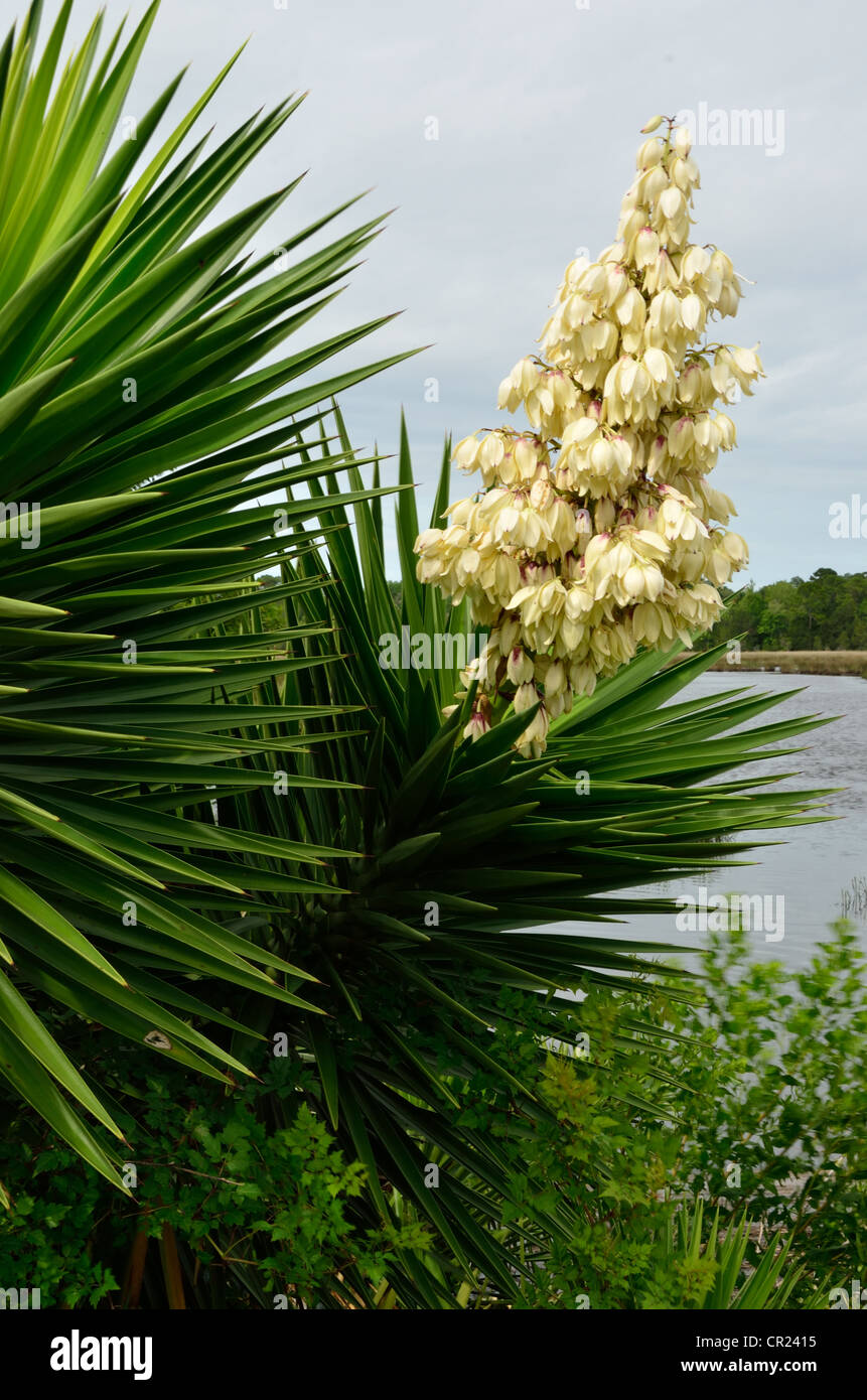 Yucca like Fotos und Bildmaterial in hoher Auflösung Alamy
