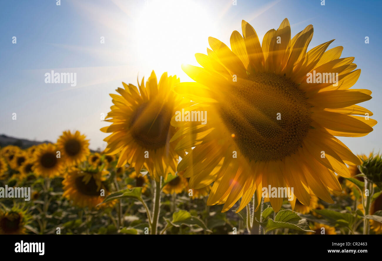 Nahaufnahme von Sonnenblumen im Feld Stockfoto