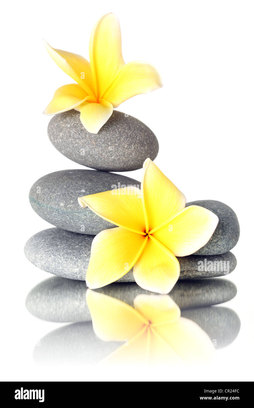 Gelbe Blumen auf gestapelten Steinen - isoliert auf weiss Stockfoto