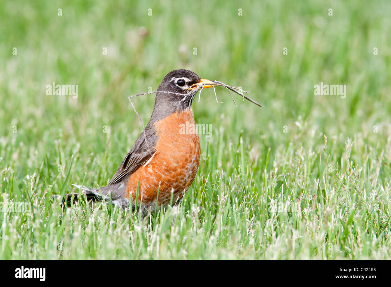 American Robin Bird songbird mit Nest Material Stockfoto