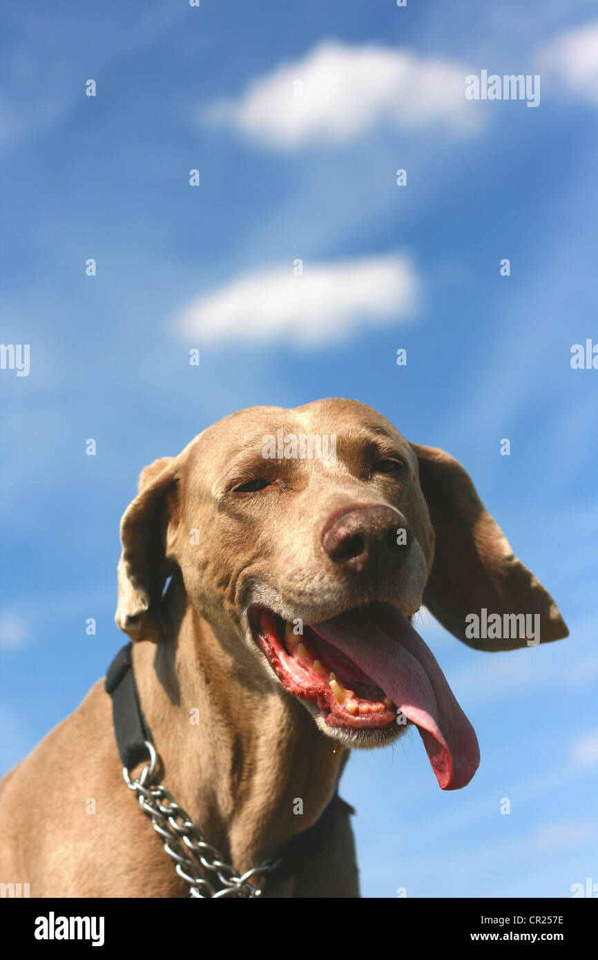 Alten Weimaraner Hund in einem englischen Garten Stockfoto