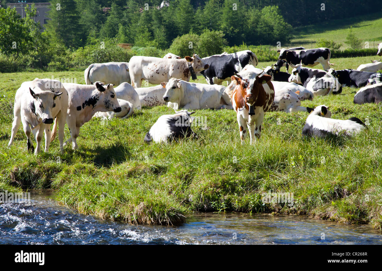 Italienische Kühe an einem sonnigen Tag in der Nähe von Susa, Piemont, Italienische Alpen Stockfoto