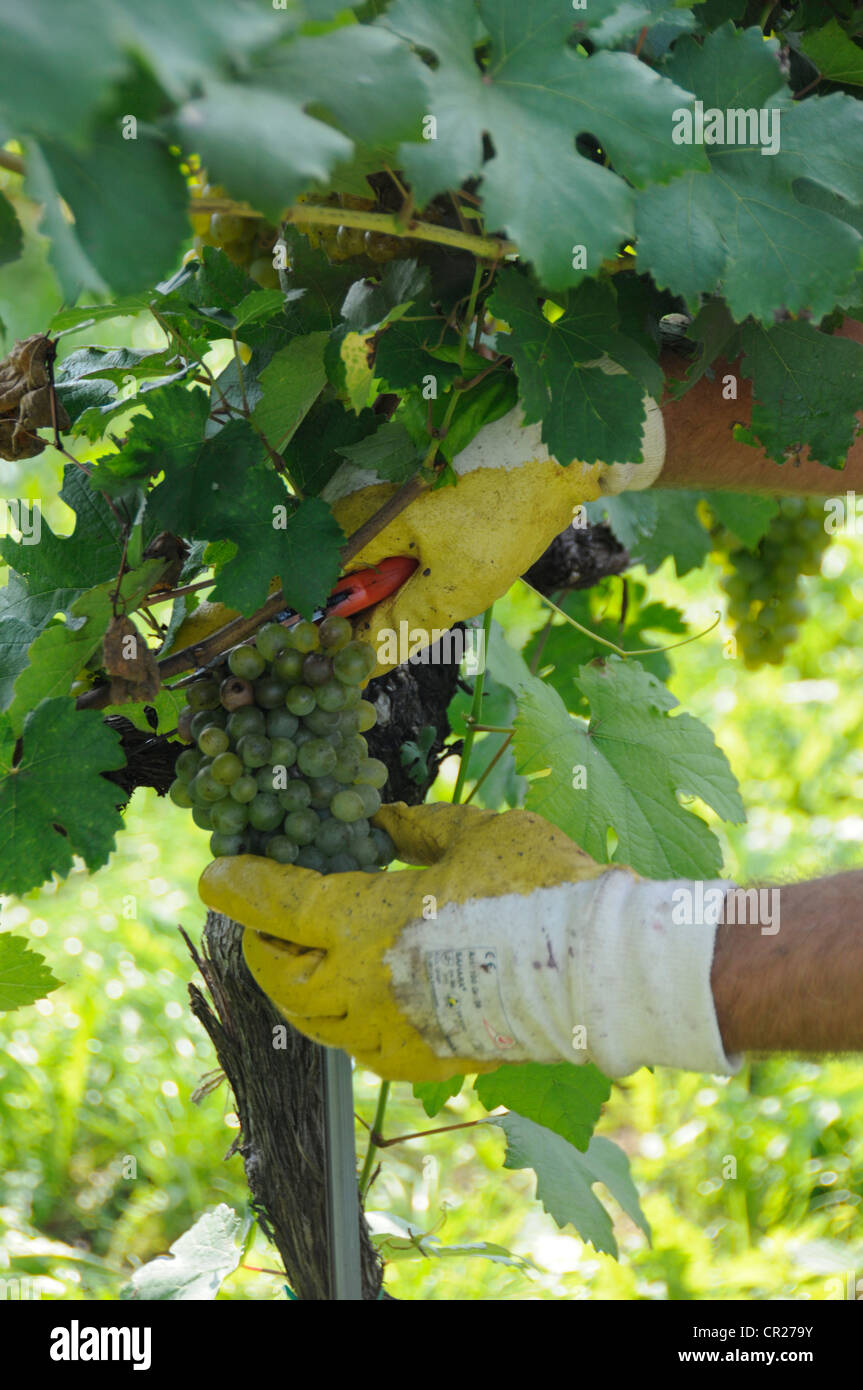 Ein Traubenpflücker sammelt reife weiße Trauben im Weinanbaugebiet der Wachau in Niederösterreich.Österreich Stockfoto