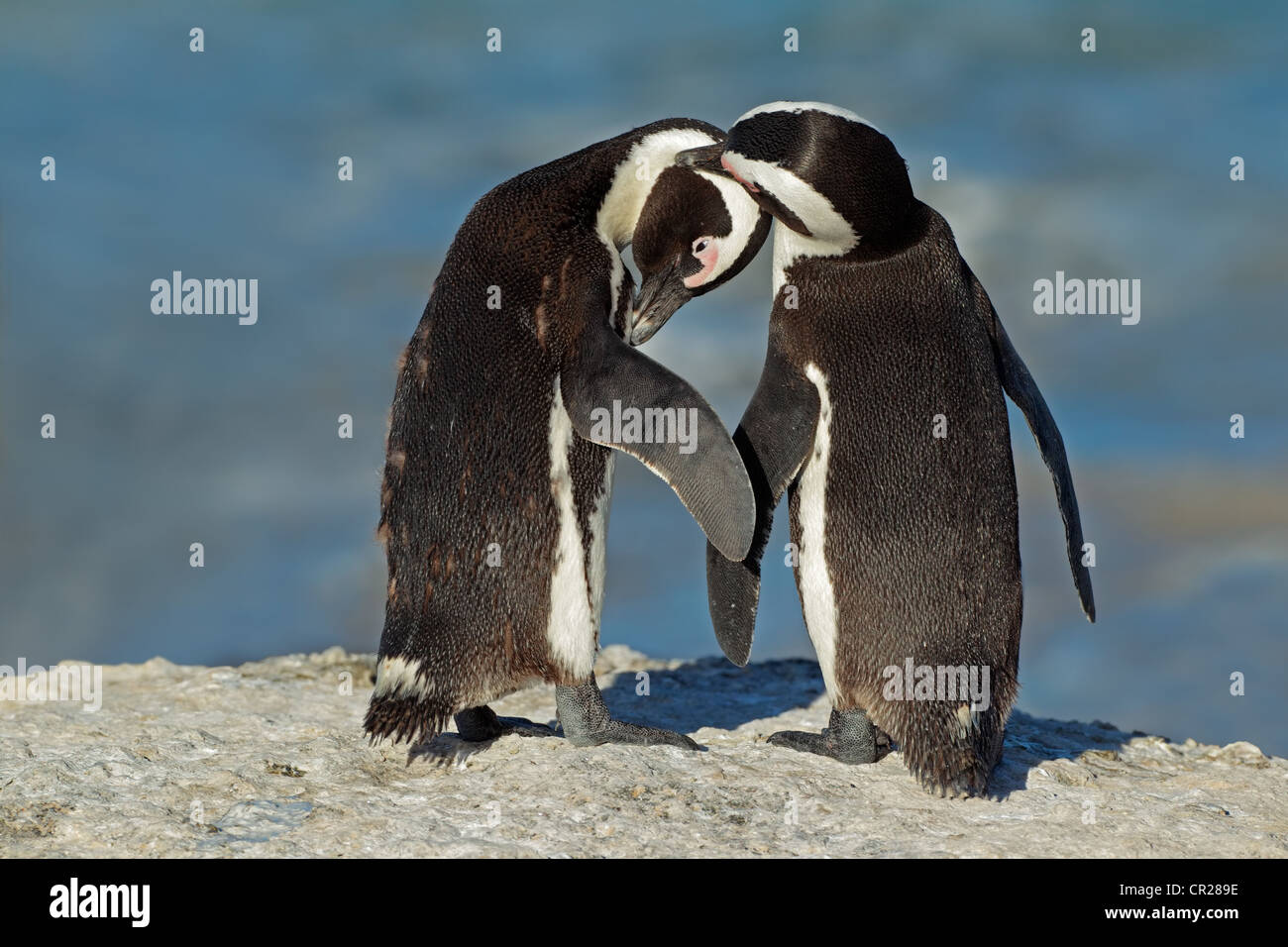 Paar afrikanische Pinguin (Spheniscus Demersus), Western Cape, Südafrika Stockfoto
