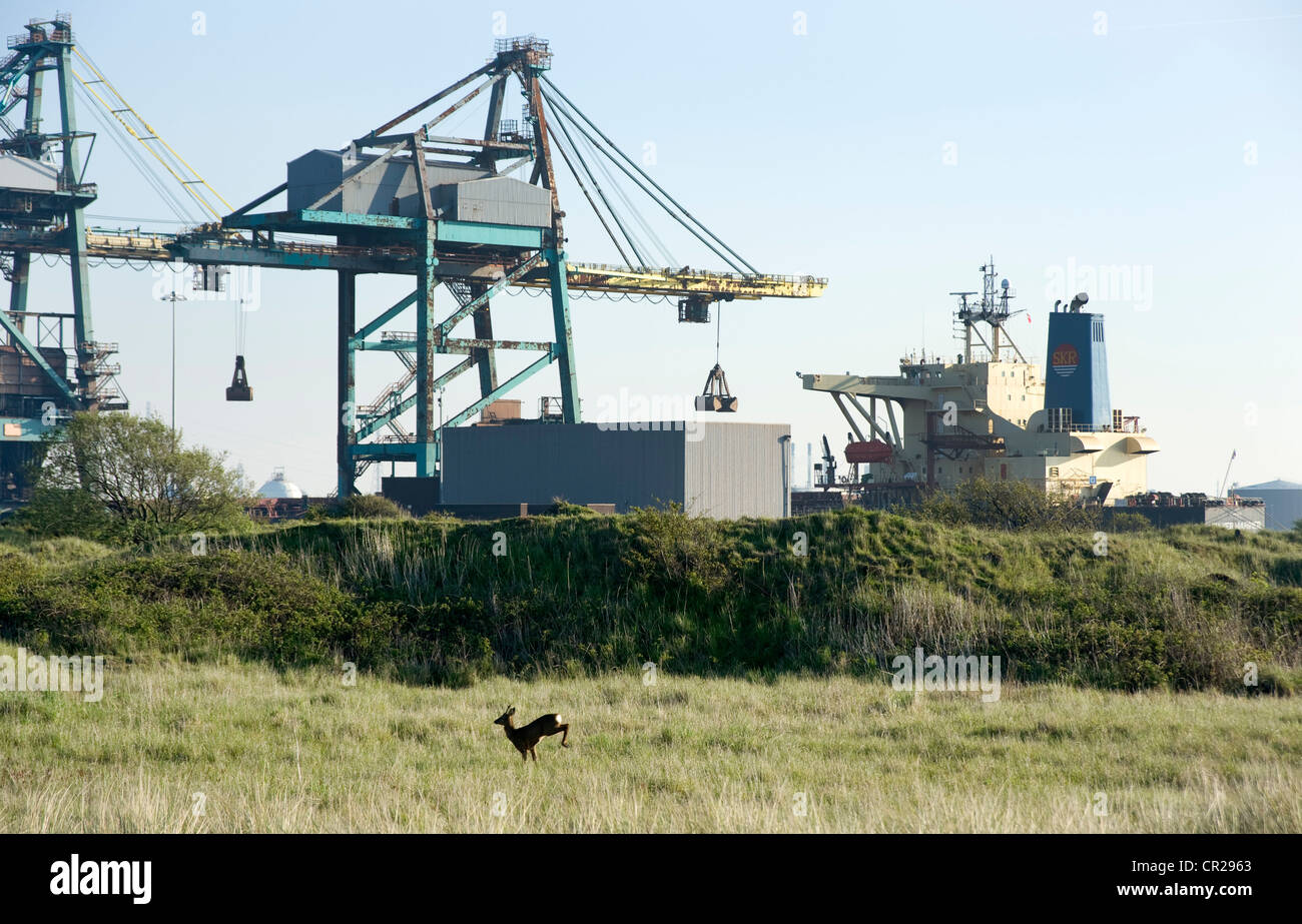 Reh am SSI Eisenerz Terminal, Teesside. Stockfoto