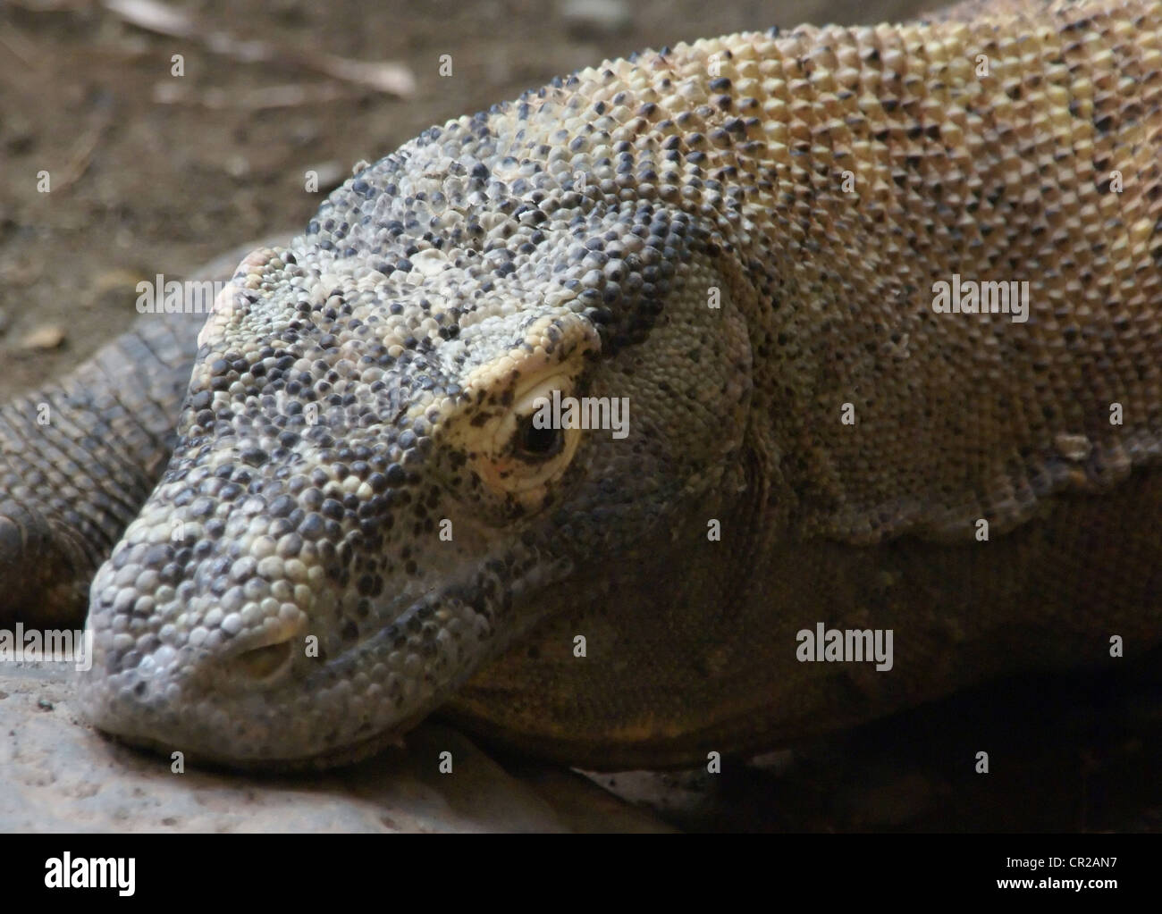 Komodo-Waran [Varadus Komodoensis], Woodland Park Zoo, Seattle Pacific Northwest Stockfoto