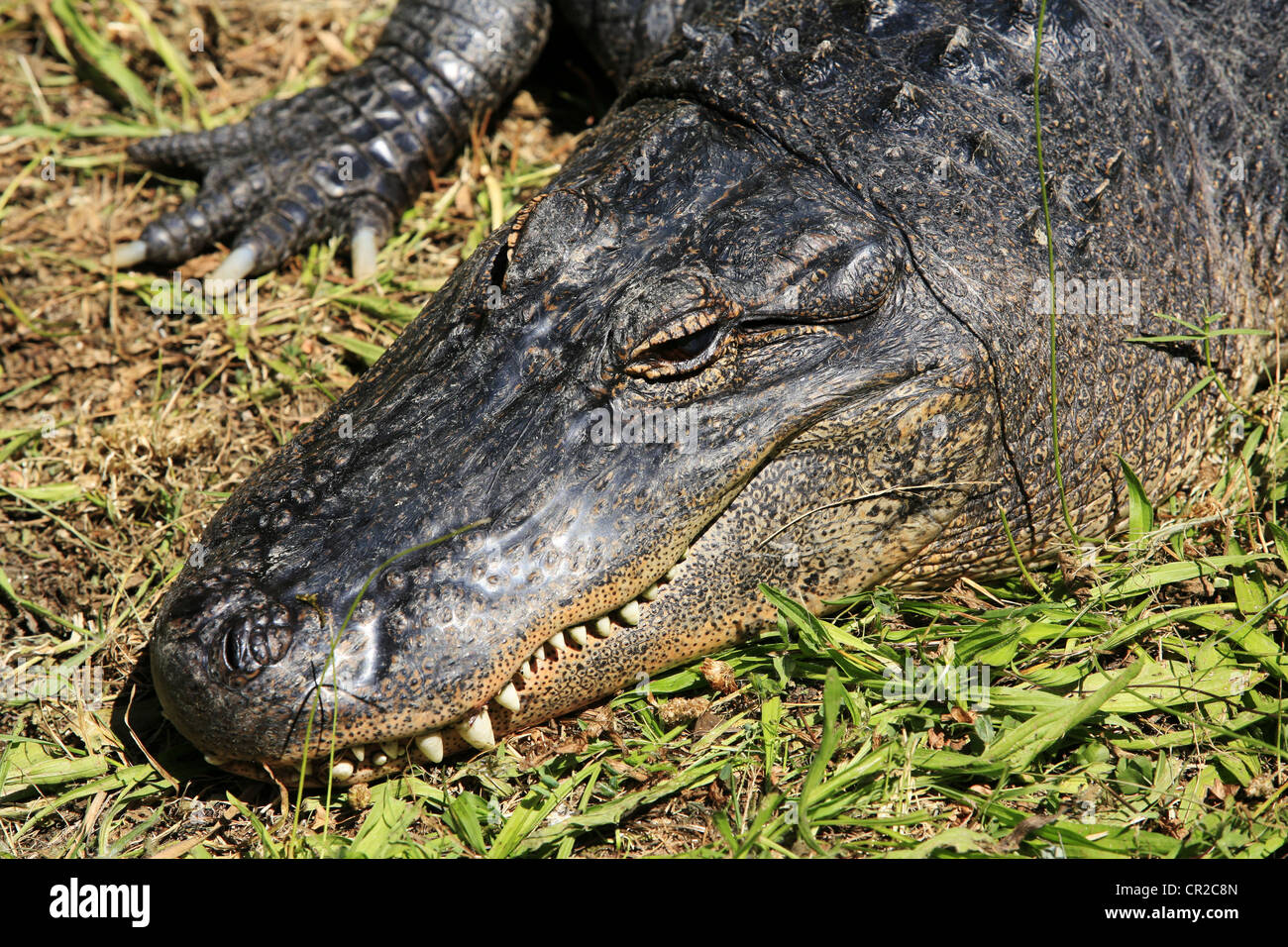 Großes Krokodil Sonnenbaden im Rasen. Neuseelandzoo Stockfotografie Alamy