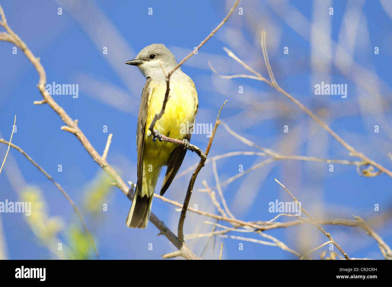 Western Kingbird, (Tyrannus Verticalis), Sevilleta National Wildlife Refuge, Socorro County, New Mexico, USA. Stockfoto