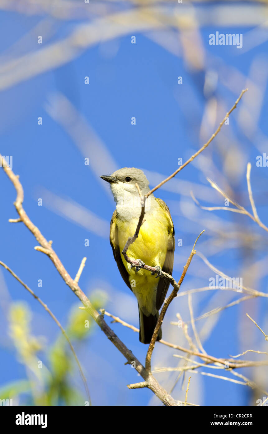 Western Kingbird, (Tyrannus Verticalis), Sevilleta National Wildlife Refuge, Socorro County, New Mexico, USA. Stockfoto