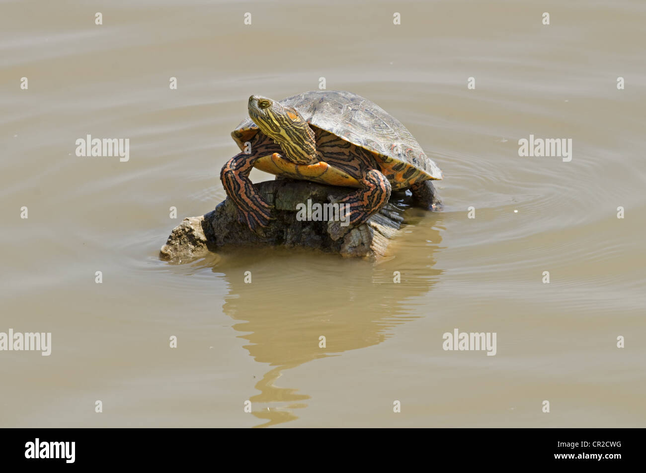 Big Bend Regler, (ist Gaigeae Gaigeae), Bosque del Apache National Wildlife Refuge, Socorro County, New Mexico, USA. Stockfoto