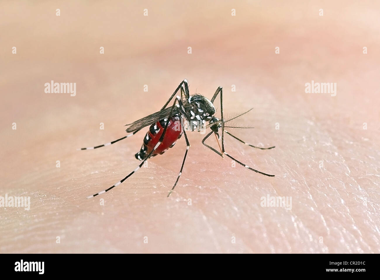 Tigermücke (Aedes Albopictus) Stockfoto