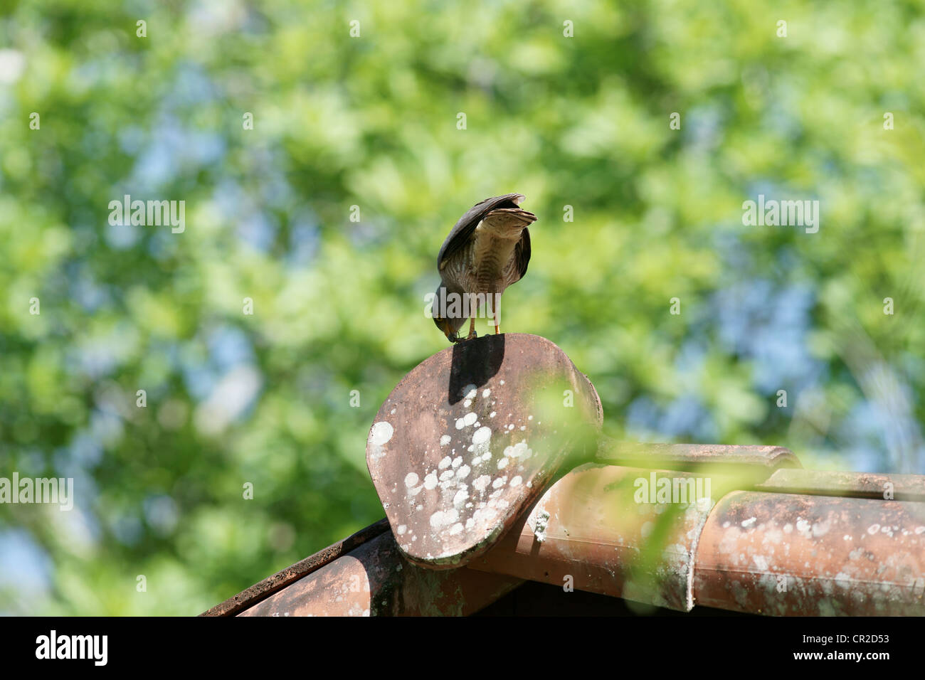 Am Straßenrand Falke (Buteo Magnirostris) Jagd aus einen Barsch. Eine große Heuschrecke ist seine Beute und nicht den Hauch einer Chance. Er ist hungrig wieder ist es ein Snack Stockfoto