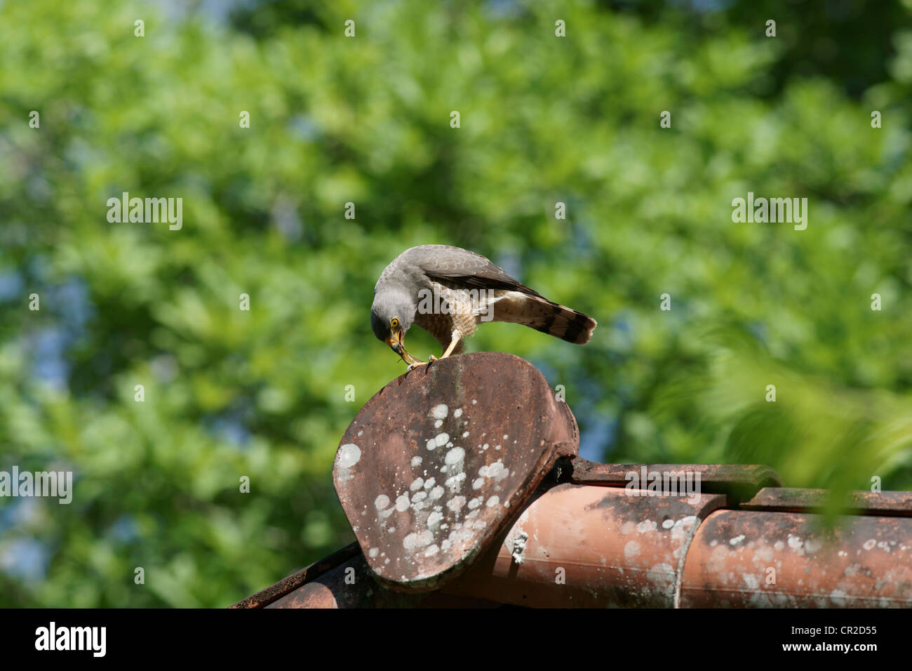 Am Straßenrand Falke (Buteo Magnirostris) Jagd aus einen Barsch. Eine große Heuschrecke ist seine Beute und nicht den Hauch einer Chance. Er ist hungrig wieder ist es ein Snack Stockfoto