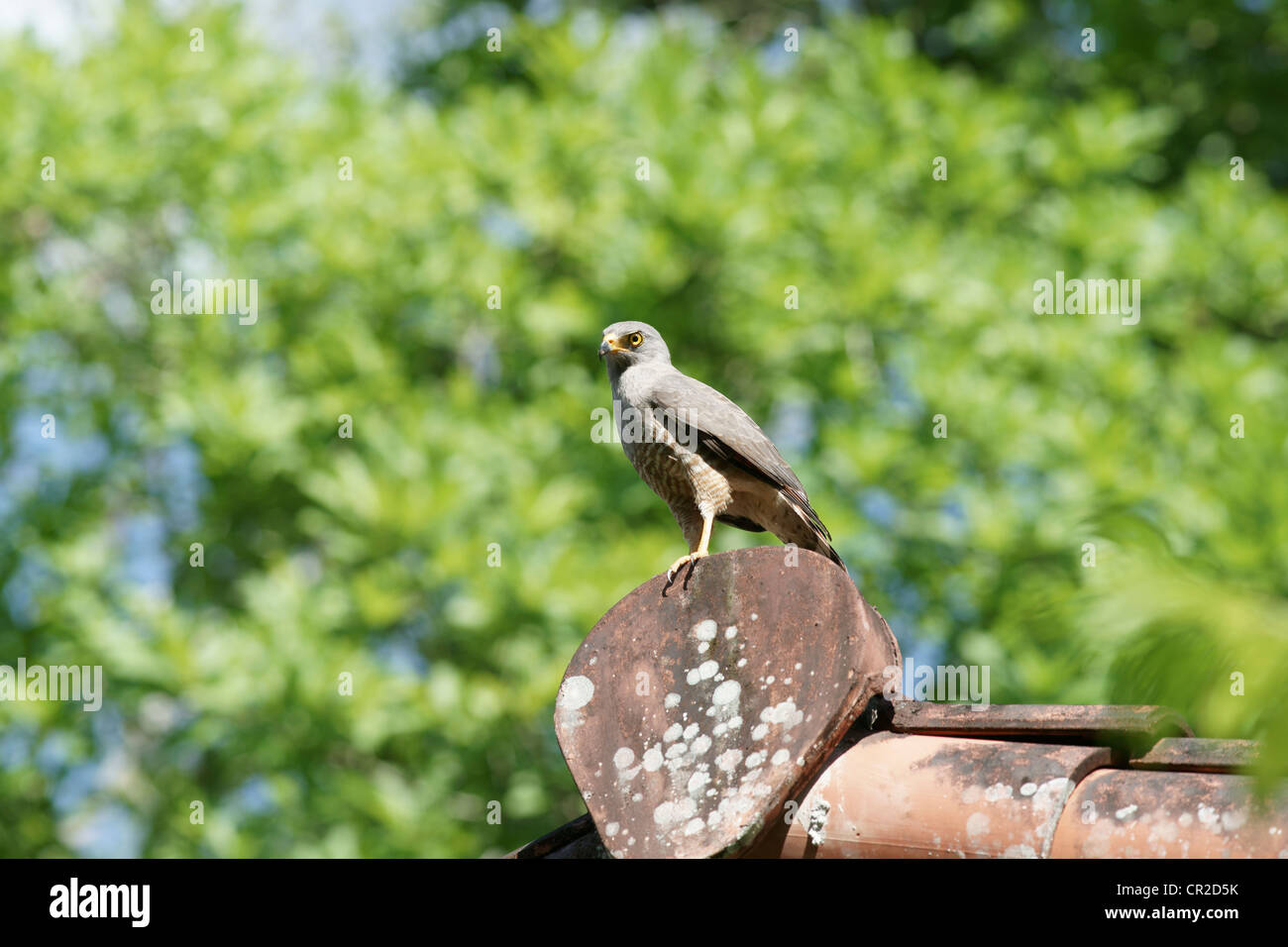 Am Straßenrand Falke (Buteo Magnirostris) Jagd aus einen Barsch. Eine große Heuschrecke ist seine Beute und nicht den Hauch einer Chance. Er ist hungrig wieder ist es ein Snack Stockfoto