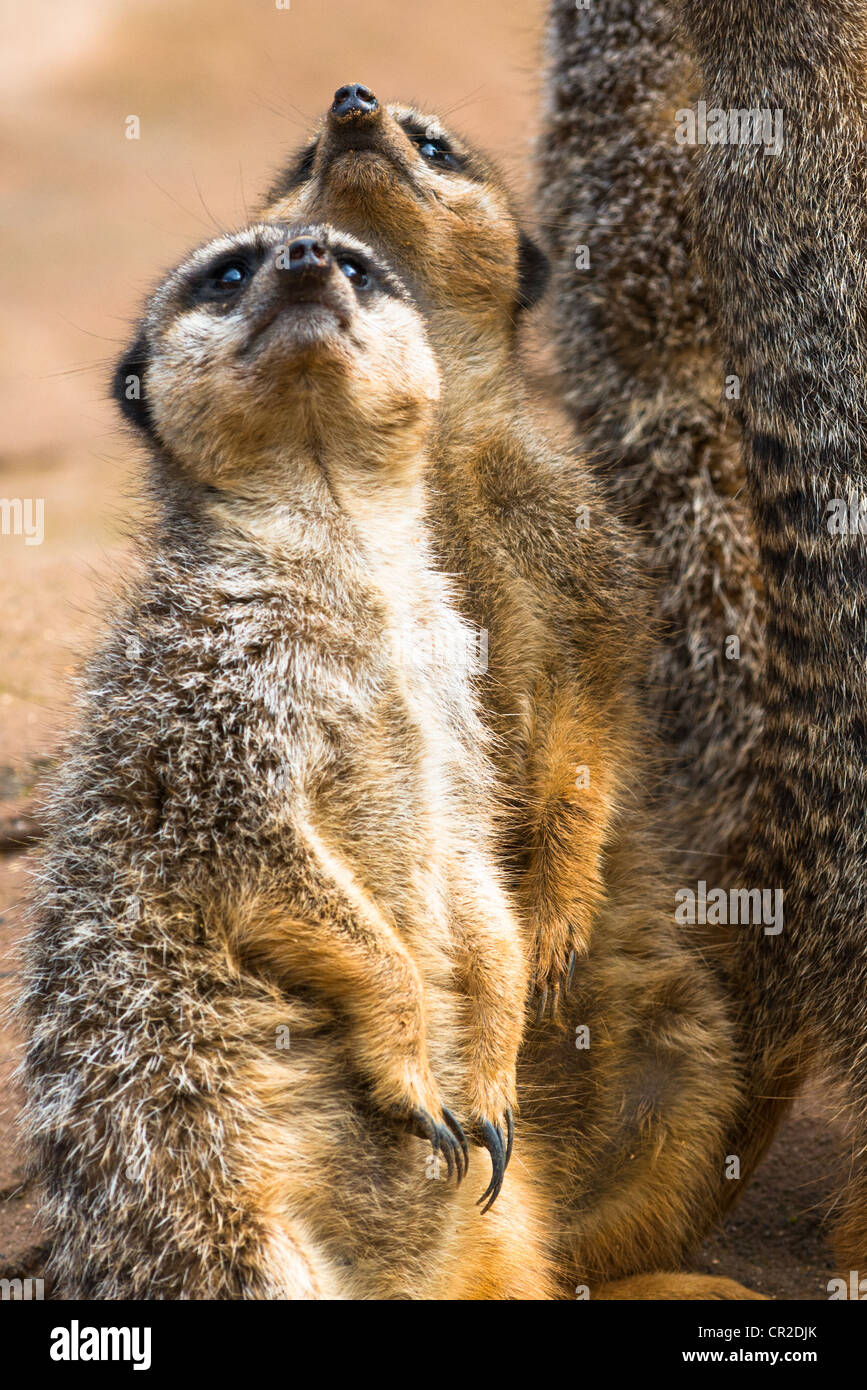 ERDMÄNNCHEN oder SURICATES Suricata Suricatta stehen. Stockfoto