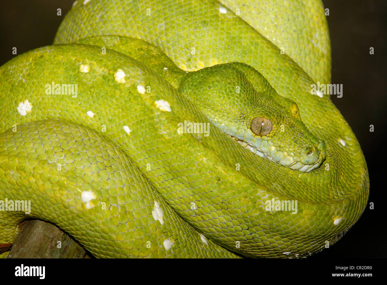 Green Tree python, Morelia viridis, aufgerollt auf einem Ast. Die Schlangen sind in Indonesien, Neuguinea und im nördlichen Australien gefunden Stockfoto