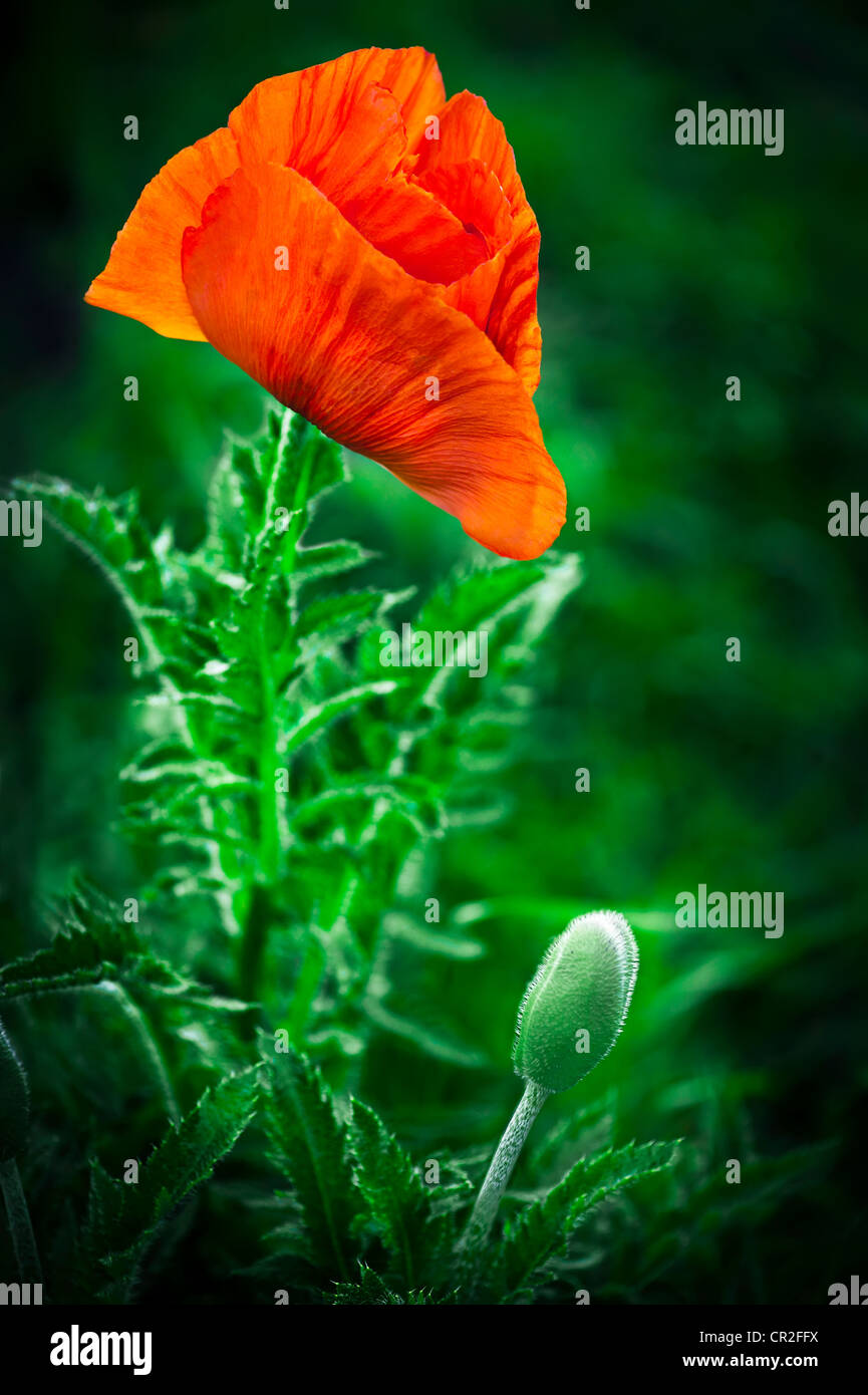 Dekorative mohnblume Fotos und Bildmaterial in hoher Auflösung Alamy