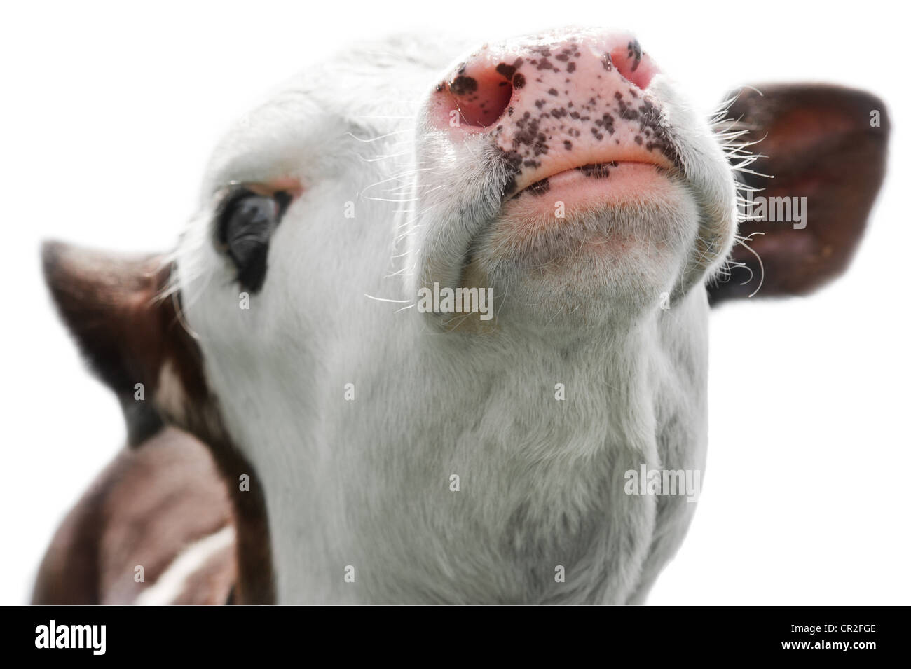 Nutztier. Nahaufnahme Portrait kleine Kuh isoliert auf weißem Hintergrund. Nase im Fokus Stockfoto