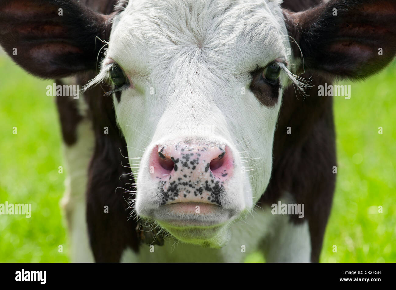 Nutztier. Nahaufnahme Portrait kleine Kuh auf Wiese Stockfoto