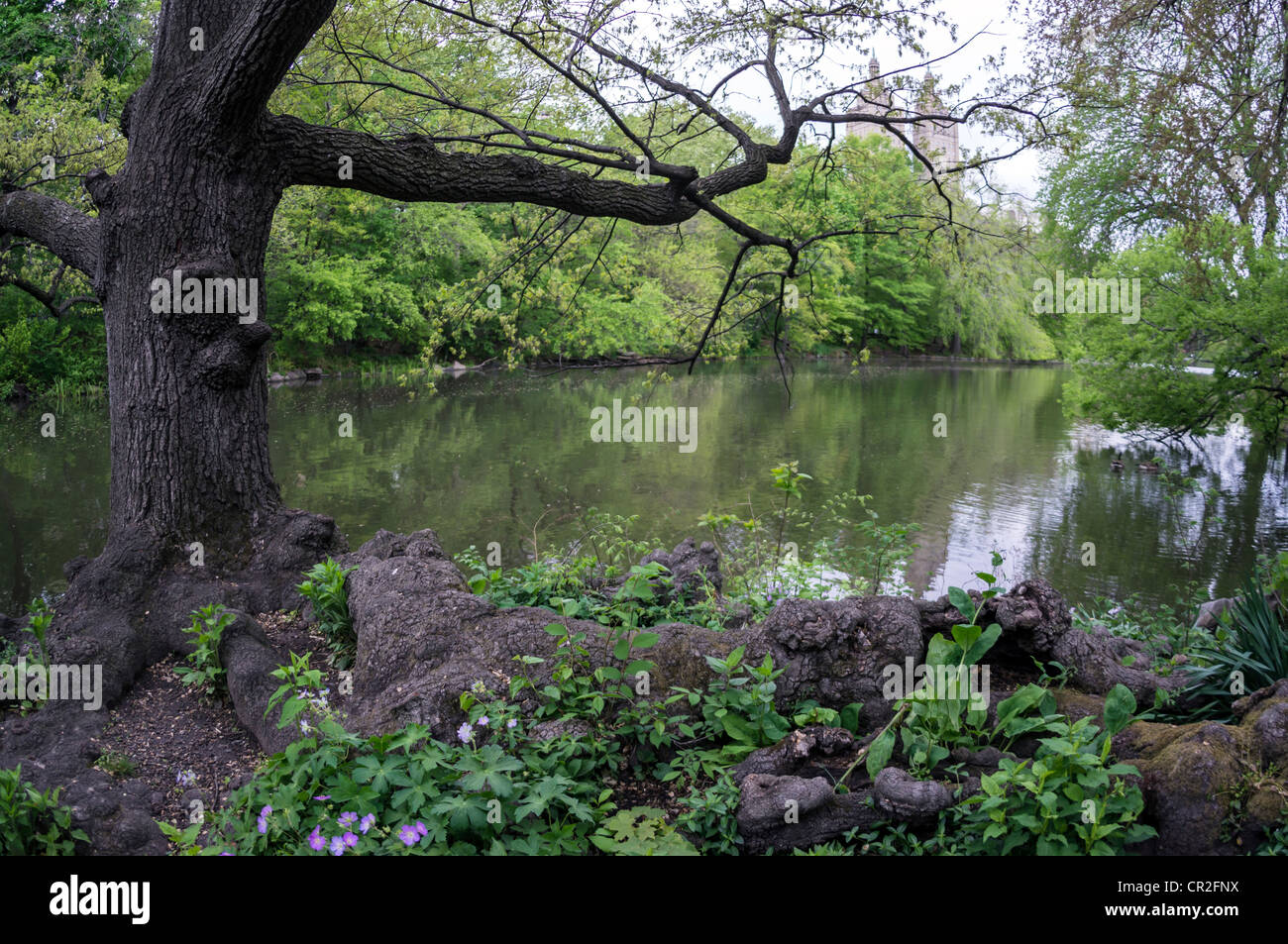 Knoll auf See in der Nähe von Wagners Bucht im Central Park im zeitigen Frühjahr Stockfoto