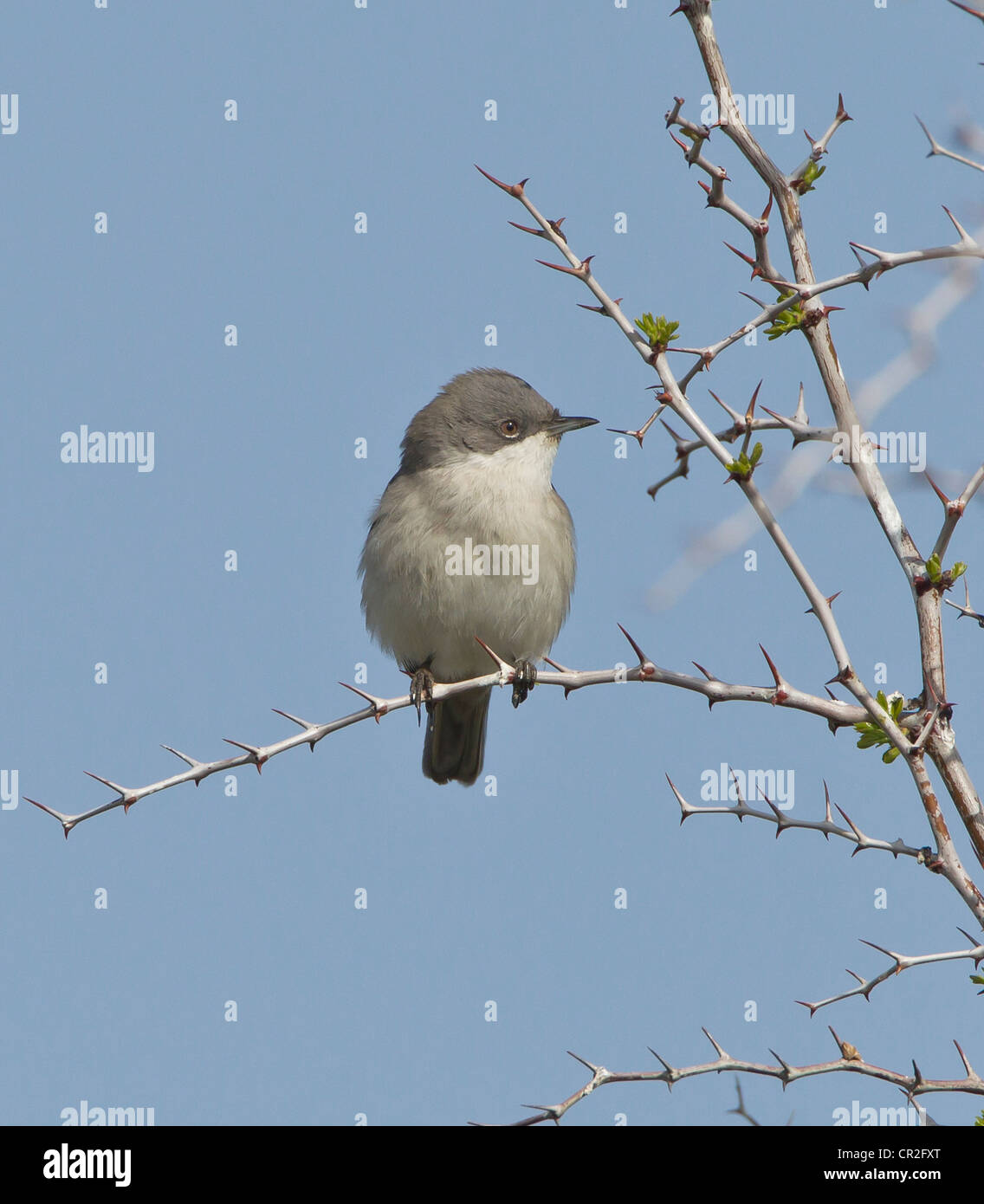 Lesser Whitethroat Sylvia Curruca auf Territorium Stockfoto