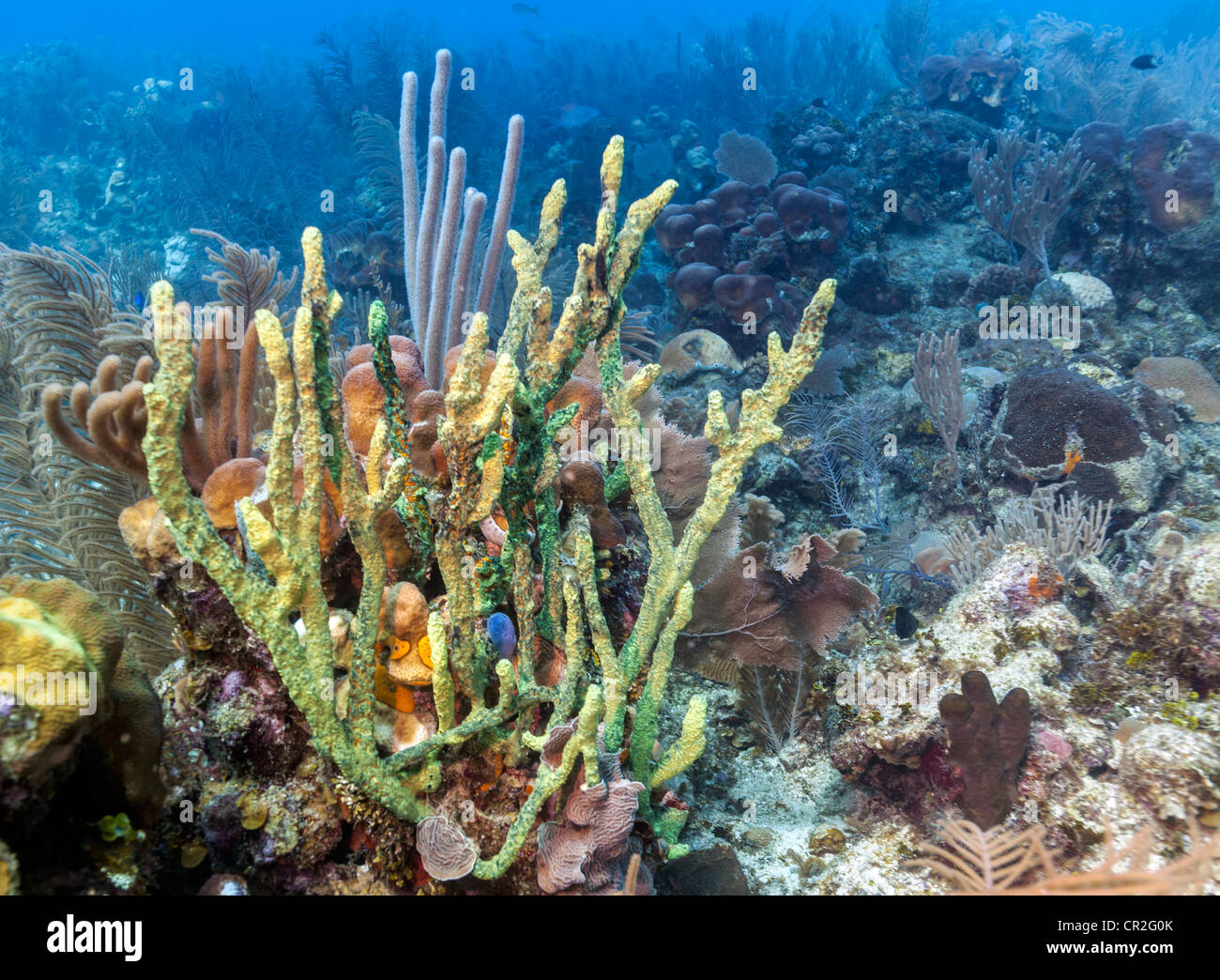 Unterwasser Korallenriff Szene vor der Küste von Roatan Honduras Stockfoto