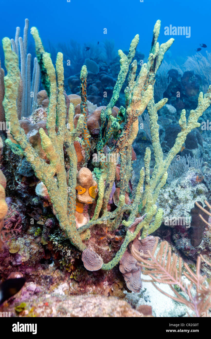Unterwasser Korallenriff Szene vor der Küste von Roatan Honduras Stockfoto