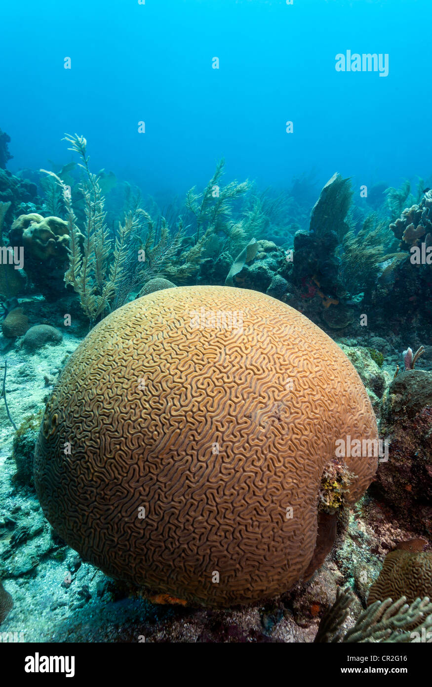 Unterwasser Korallenriff Szene vor der Küste von Roatan Honduras, Hirnkoralle Stockfoto