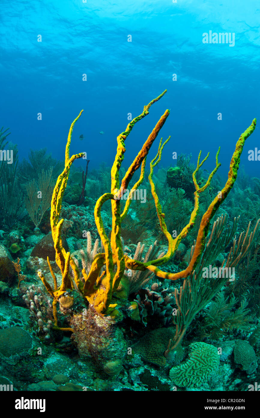 Korallenriff vor der Küste von Roatan Hunduras Stockfoto