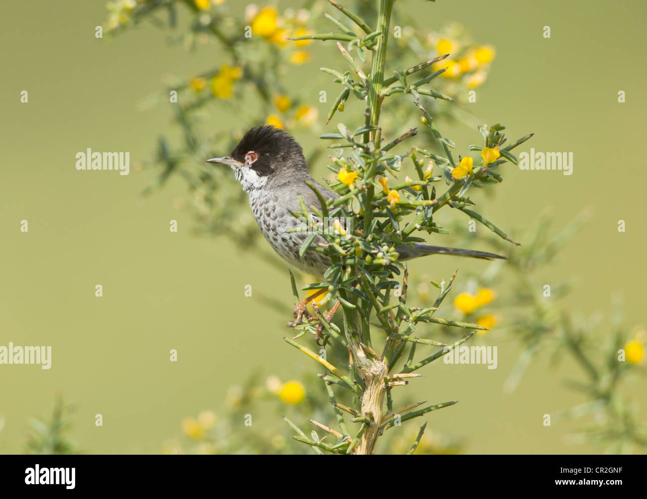 Zypern Warbler männlichen Sylvia Melanothorax auf Territorium Zypern April Stockfoto