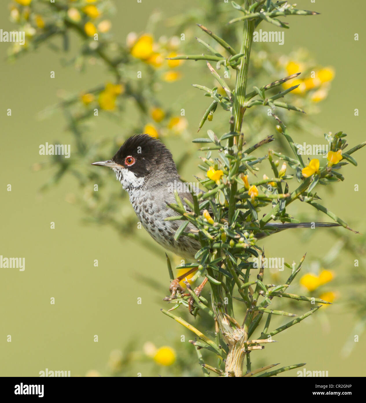 Zypern Warbler männlichen Sylvia Melanothorax auf Territorium Zypern April Stockfoto