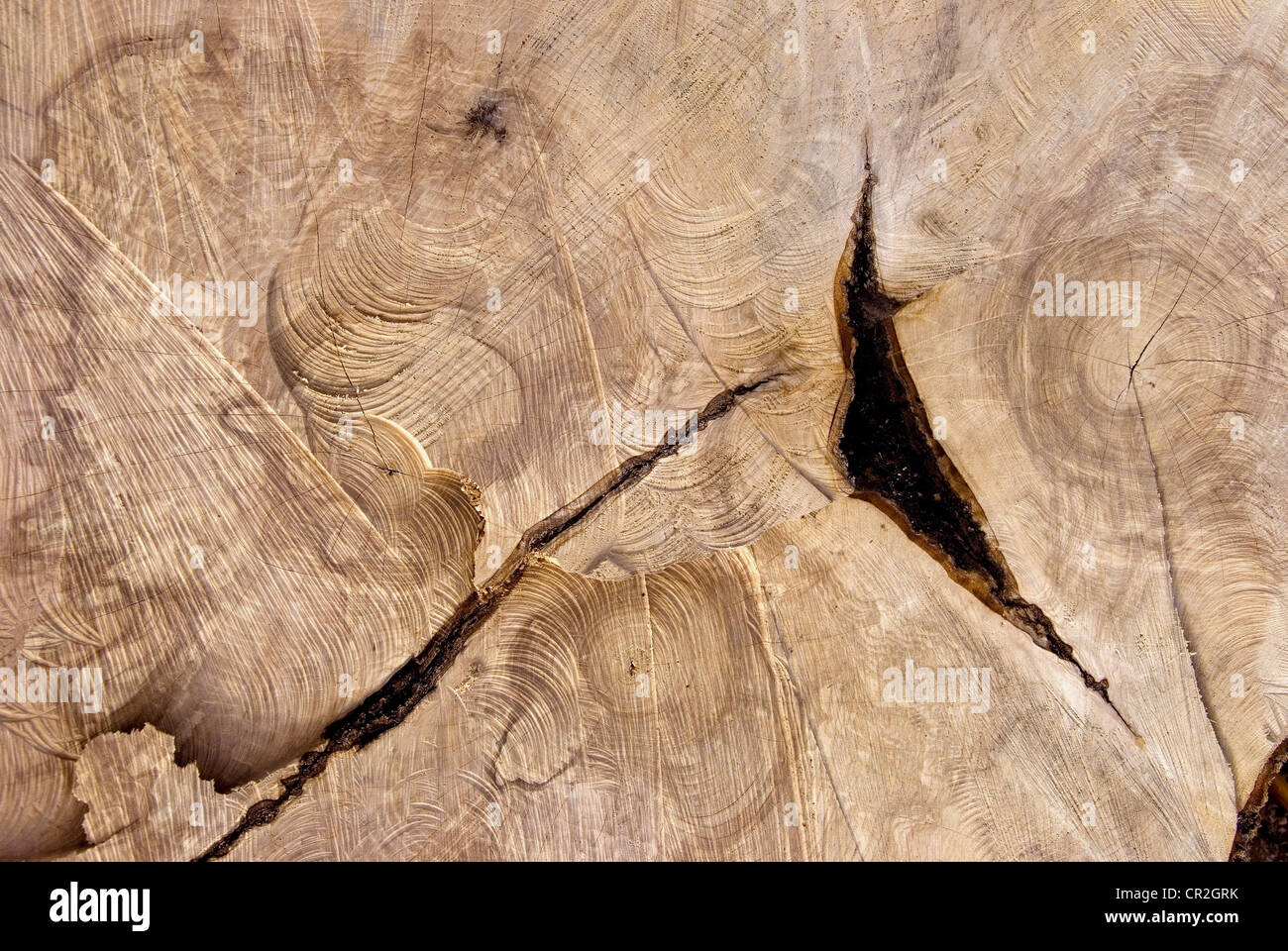 Alten Baum schneiden Textur. Hölzerne Hintergrund. Stockfoto