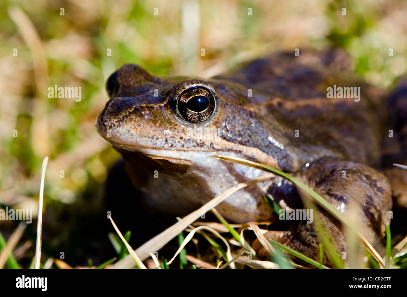 Frosch Auge Makro Nahaufnahme nasse Amphibien Tier zwischen Rasen. Stockfoto