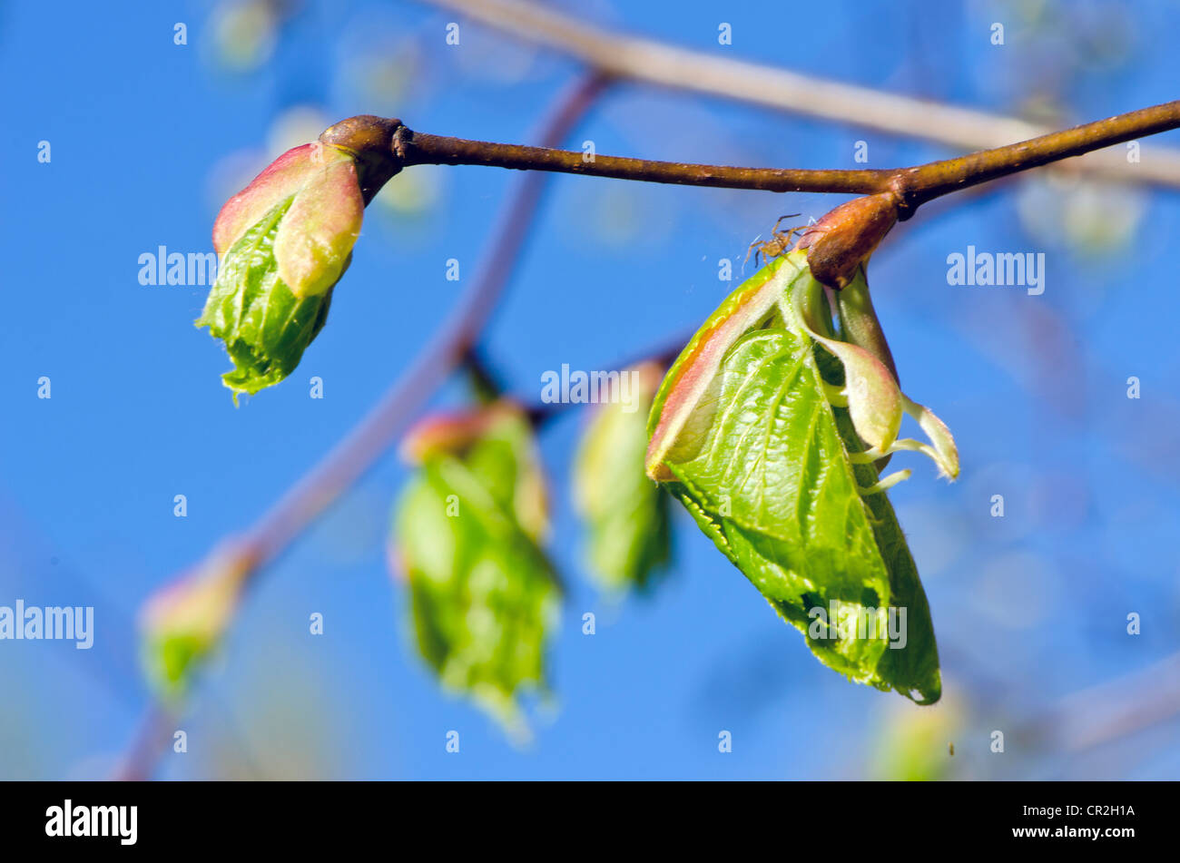 Makro von einer kleinen Spinne und Linden Baum Blätter im Frühjahr ausbreiten. Stockfoto