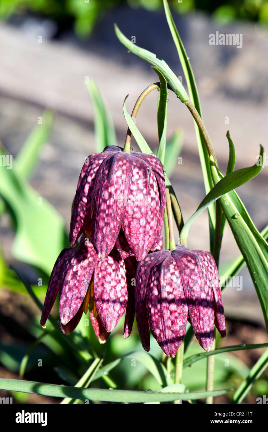 tiefes rot lila glockenförmigen Blumen blühen im Frühjahr. Makro von natürlicher Schönheit mit Wassertropfen. Stockfoto