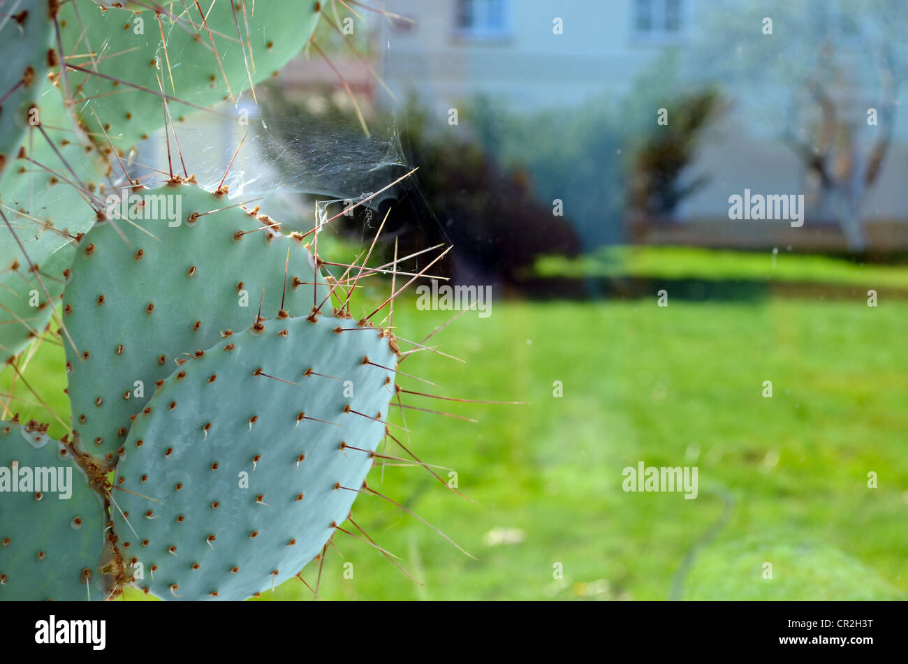 Kaktus mit groen Stacheln wachsen im Gewchshaus Wintergarten und Spider  Web auf Nadeln Stockfotografie - Alamy