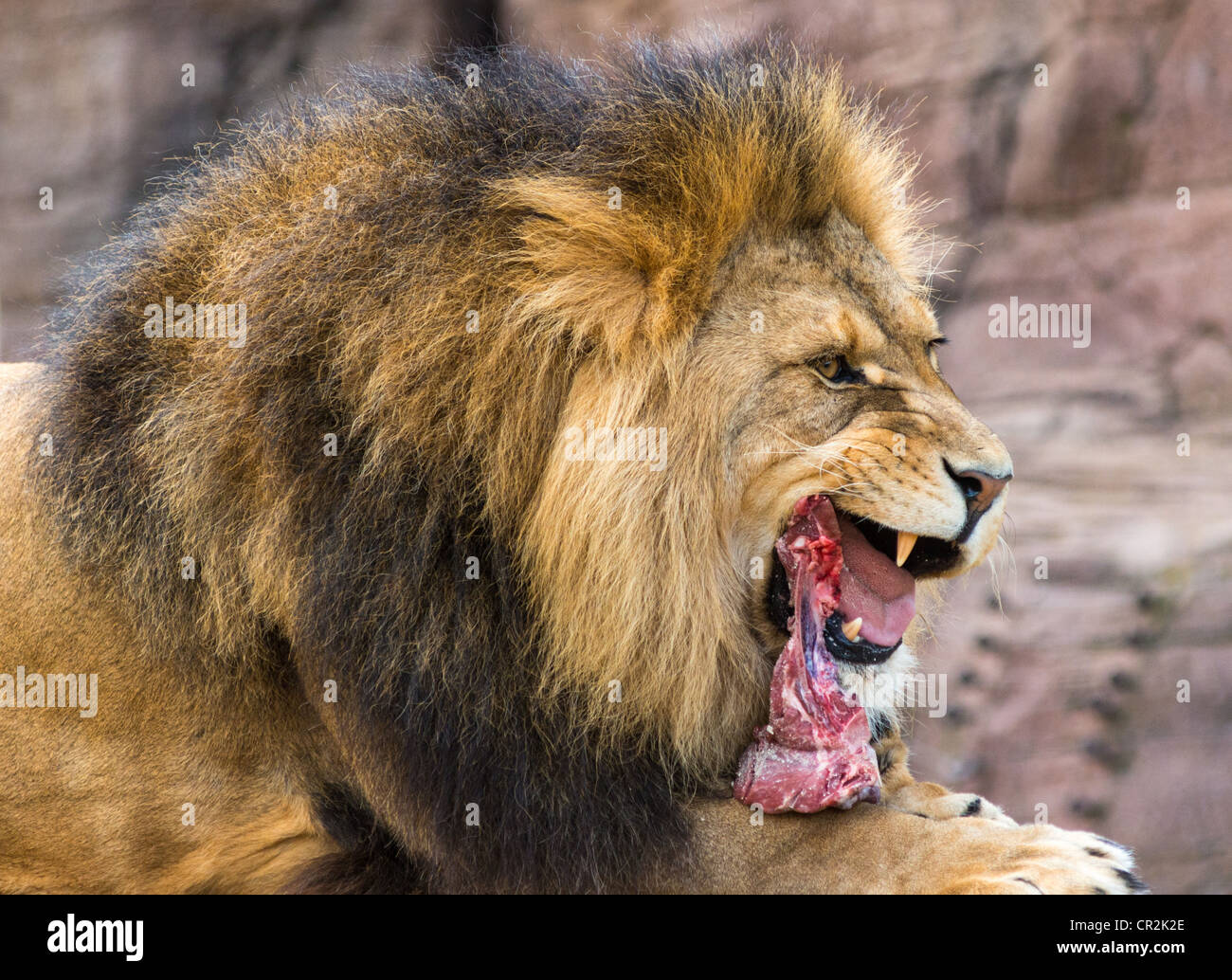 Fleisch essen männlicher Löwe. Stockfoto