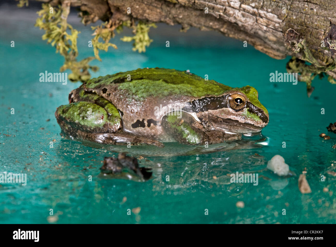 Pacific Laubfrosch, Pseudacris regilla Stockfoto