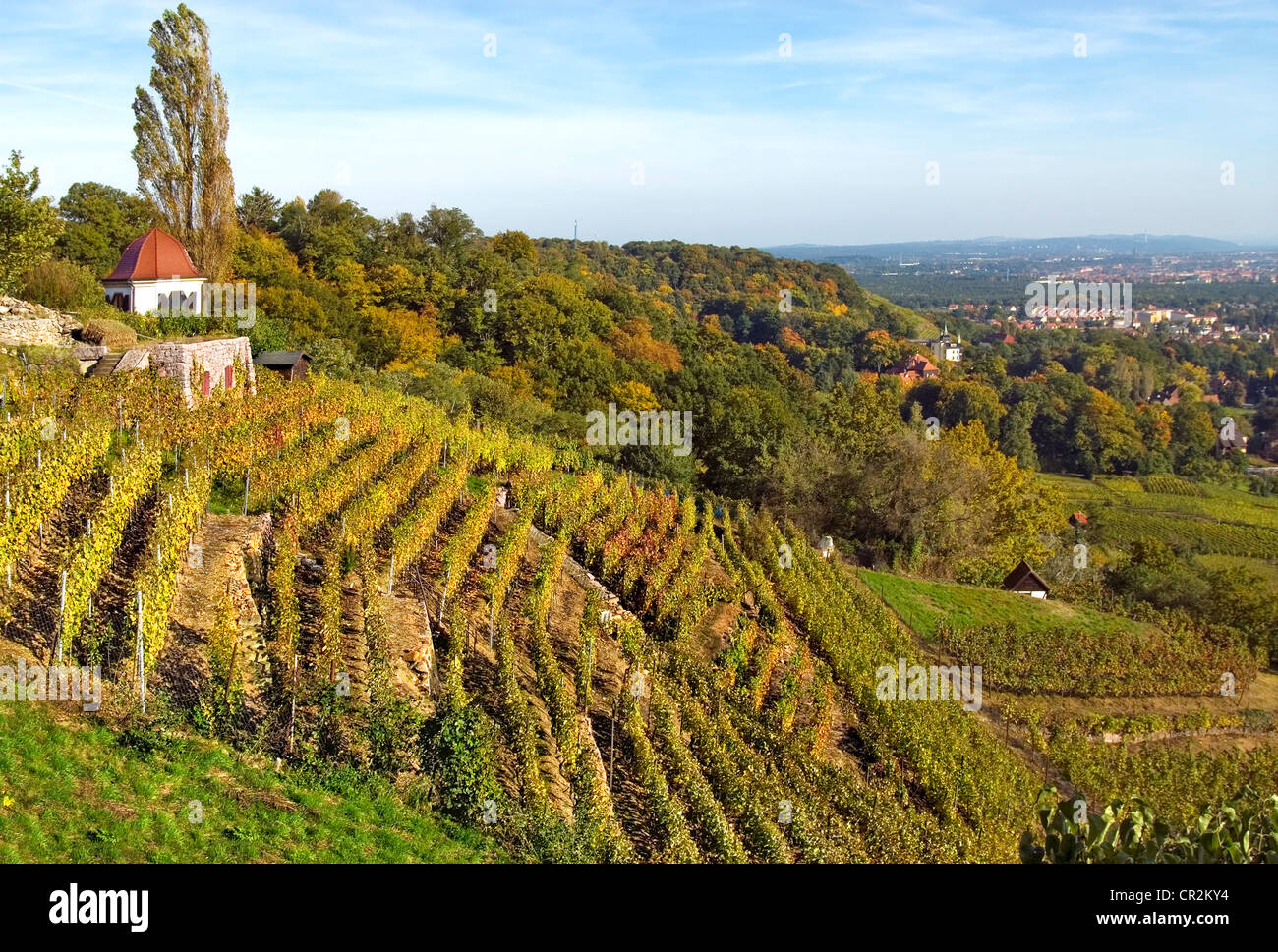 Elbtalwein deutschland Fotos und Bildmaterial in hoher Auflösung Alamy