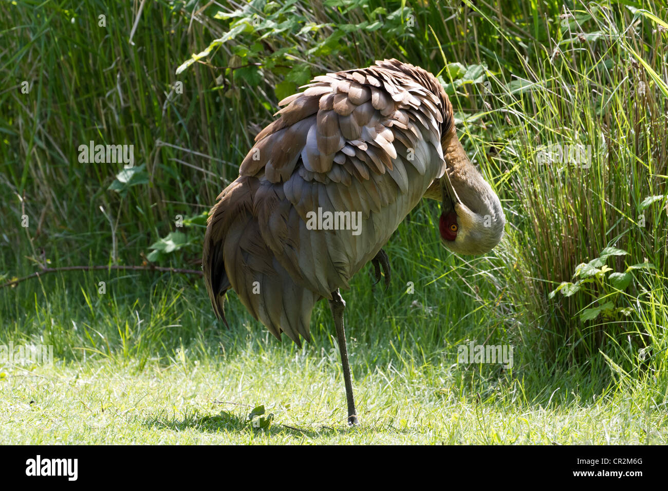 Sandhill Kran Nahaufnahme Schuss Stockfoto