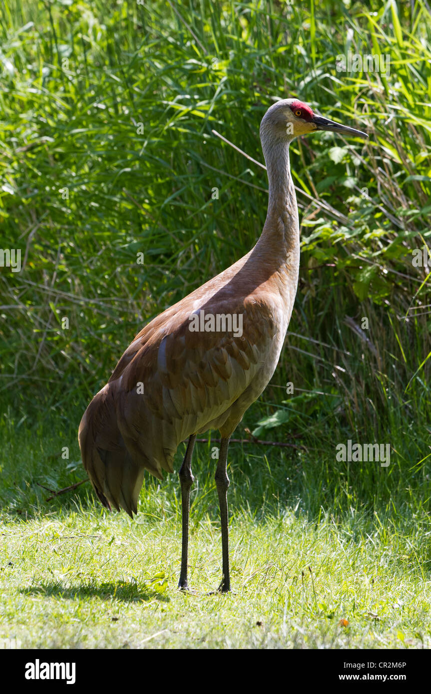 Sandhill Kran Nahaufnahme Schuss Stockfoto
