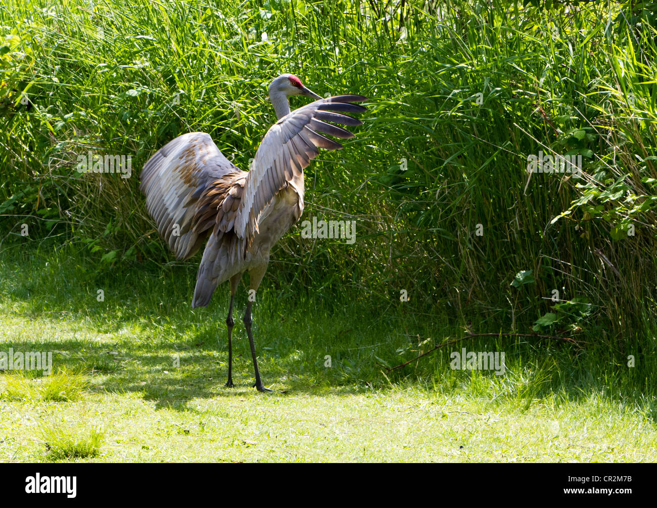 Sandhill Kran Nahaufnahme Schuss Stockfoto
