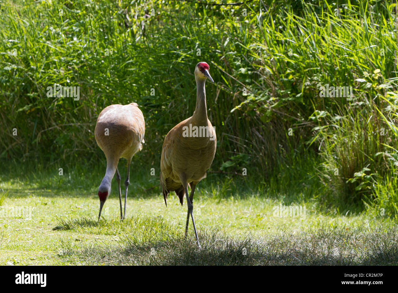 Sandhill Kran Nahaufnahme Schuss Stockfoto