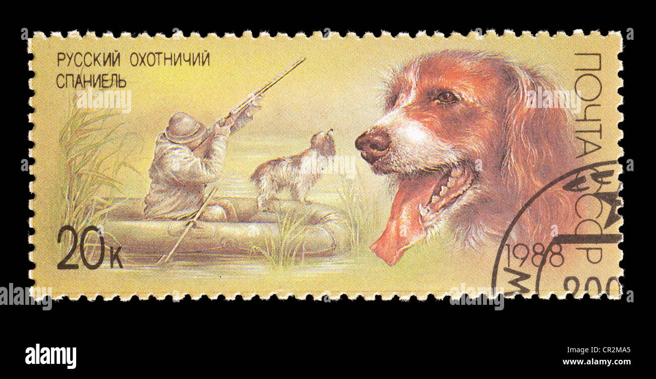 Briefmarke aus der Sowjetunion Darstellung russischer Spaniel Jagdhund. Stockfoto