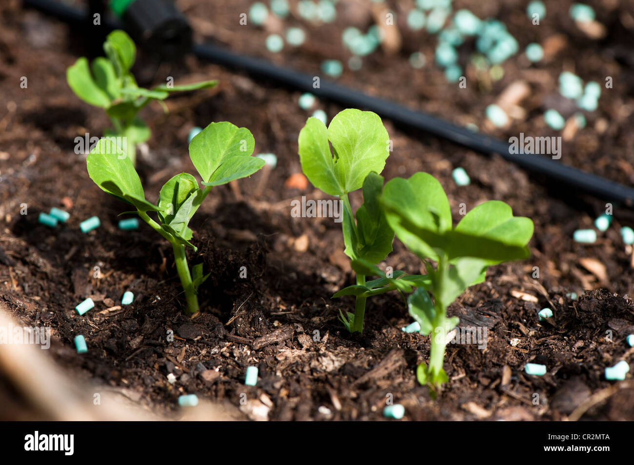 Junge Erbsenpflanzen, Pisum Sativum "Misty" mit Schnecke und Schnecke pellets Stockfoto