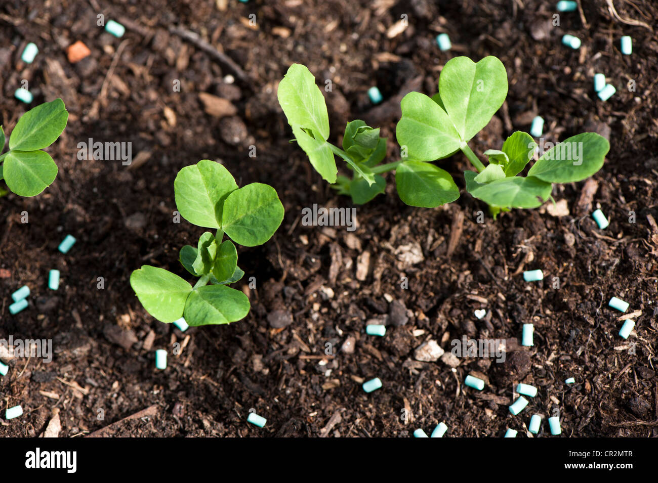 Junge Erbsenpflanzen, Pisum Sativum "Misty" mit Schnecke und Schnecke pellets Stockfoto