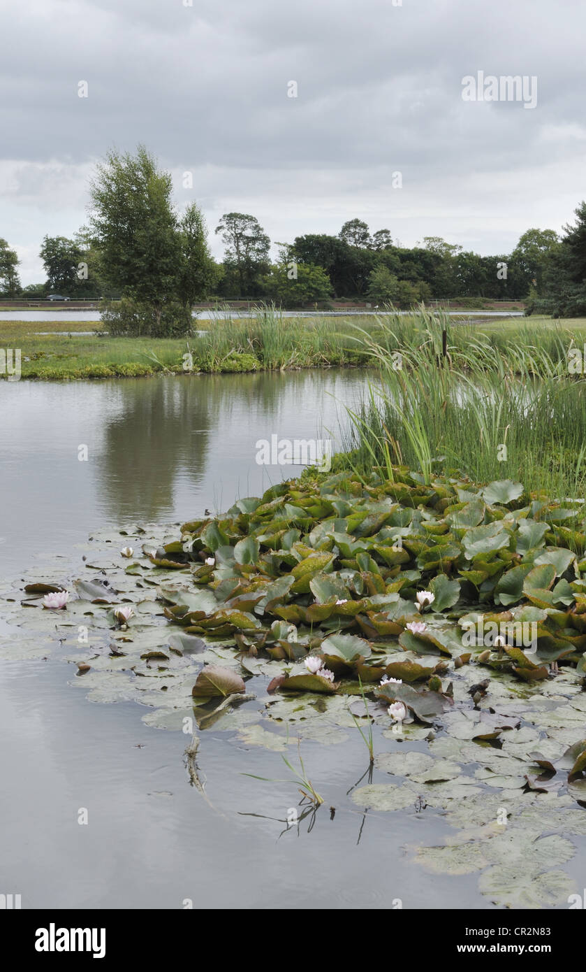 Beil Teich in der Nähe von Beaulieu, Hampshire, ist die größte Gewässer im New Forest. Stockfoto