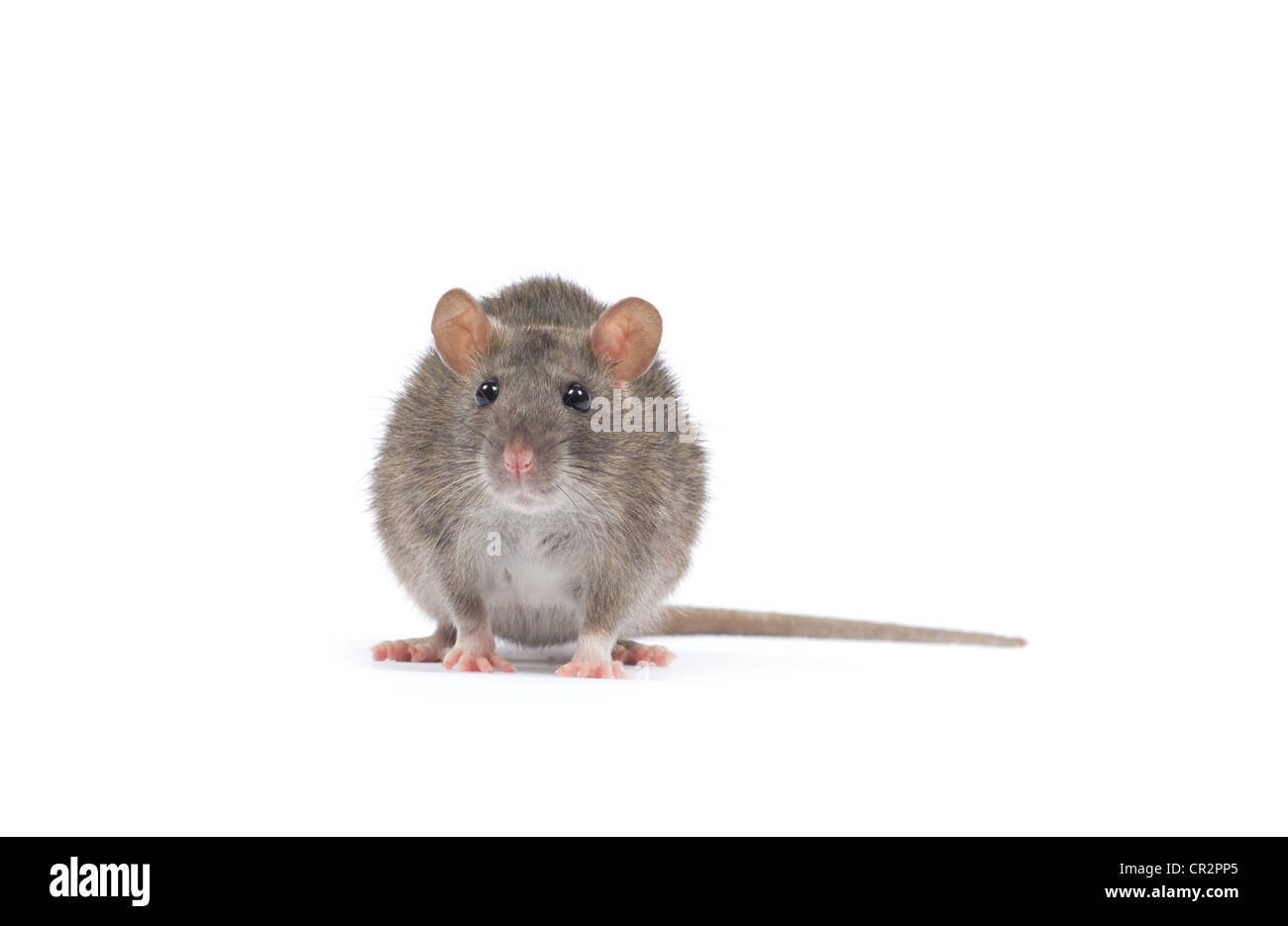 Ratte, die isoliert auf weißem Hintergrund Stockfoto